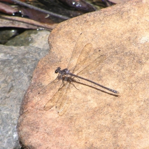 Austroargiolestes icteromelas at Paddys River, ACT - 3 Feb 2018