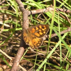 Geitoneura klugii (Marbled Xenica) at Paddys River, ACT - 3 Feb 2018 by MatthewFrawley