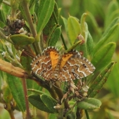 Chrysolarentia undescribed species nr heliacaria at Cotter River, ACT - 4 Feb 2018 by JohnBundock