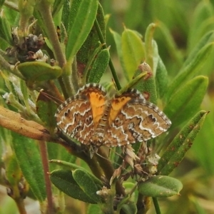 Chrysolarentia undescribed species nr heliacaria at Cotter River, ACT - 4 Feb 2018 11:04 AM