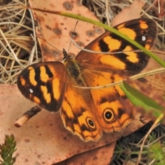 Heteronympha solandri (Solander's Brown) at Cotter River, ACT - 4 Feb 2018 by JohnBundock