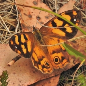 Heteronympha solandri at Cotter River, ACT - 4 Feb 2018 11:34 AM