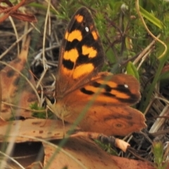 Heteronympha solandri at Cotter River, ACT - 4 Feb 2018 11:34 AM