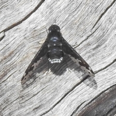 Bombyliidae (family) (Unidentified Bee fly) at Cotter River, ACT - 4 Feb 2018 by JohnBundock