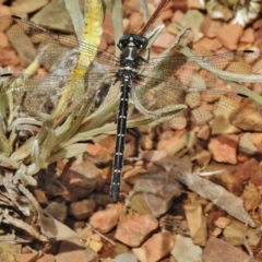 Eusynthemis guttata (Southern Tigertail) at Cotter River, ACT - 4 Feb 2018 by JohnBundock