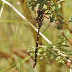 Austroaeschna pulchra (Forest Darner) at Cotter River, ACT - 4 Feb 2018 by JohnBundock