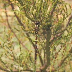 Austroaeschna pulchra at Cotter River, ACT - 4 Feb 2018