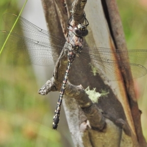 Austroaeschna multipunctata at Cotter River, ACT - 4 Feb 2018 01:42 PM