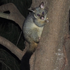 Trichosurus vulpecula at Gordon, ACT - 8 Jul 2017 07:59 PM