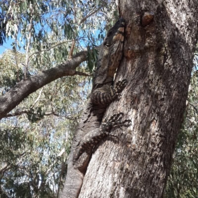 Varanus varius (Lace Monitor) at Nanima, NSW - 4 Feb 2018 by GeoffRobertson