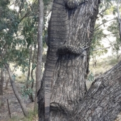 Varanus varius at Nanima, NSW - 4 Feb 2018