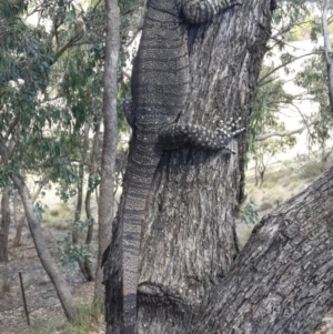 Varanus varius at Nanima, NSW - 4 Feb 2018