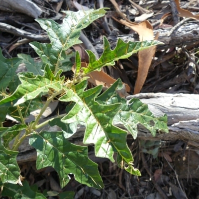 Solanum cinereum (Narrawa Burr) at Majura, ACT - 4 Feb 2018 by WalterEgo