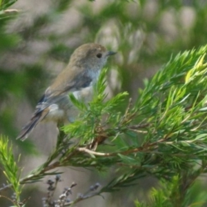 Acanthiza pusilla at Cook, ACT - 4 Feb 2018