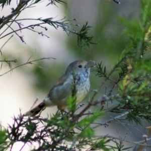 Acanthiza pusilla at Cook, ACT - 4 Feb 2018