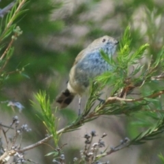 Acanthiza pusilla at Cook, ACT - 4 Feb 2018