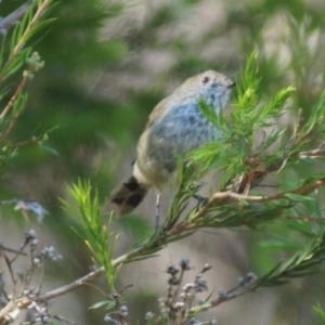 Acanthiza pusilla at Cook, ACT - 4 Feb 2018