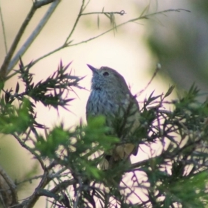 Acanthiza pusilla at Cook, ACT - 4 Feb 2018