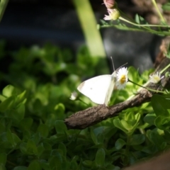 Pieris rapae (Cabbage White) at Cook, ACT - 27 Dec 2017 by Tammy