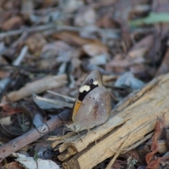 Heteronympha merope at Cook, ACT - 23 Jan 2018 07:30 PM