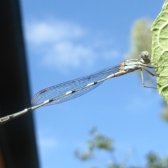 Austrolestes leda (Wandering Ringtail) at Flynn, ACT - 29 Jan 2018 by Christine