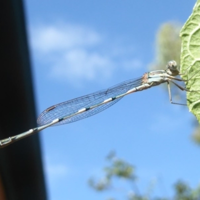 Austrolestes leda (Wandering Ringtail) at Flynn, ACT - 29 Jan 2018 by Christine