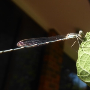 Austrolestes leda at Flynn, ACT - 30 Jan 2018 09:37 AM