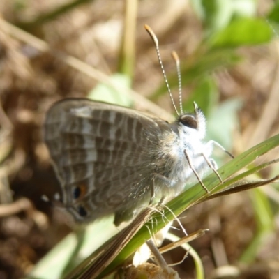 Lampides boeticus (Long-tailed Pea-blue) at Molonglo Valley, ACT - 1 Feb 2018 by Christine