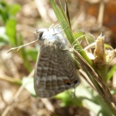 Lampides boeticus at Molonglo Valley, ACT - 1 Feb 2018