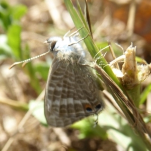 Lampides boeticus at Molonglo Valley, ACT - 1 Feb 2018 12:55 PM