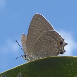 Jalmenus icilius at Molonglo Valley, ACT - 1 Feb 2018 01:46 PM