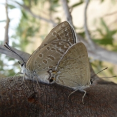 Jalmenus icilius at Molonglo Valley, ACT - 1 Feb 2018 01:46 PM