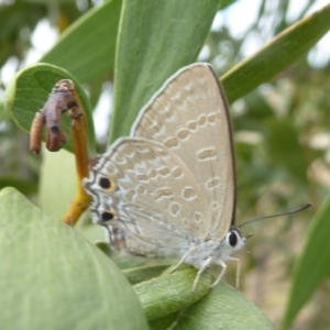 Jalmenus icilius at Molonglo Valley, ACT - 1 Feb 2018 01:46 PM