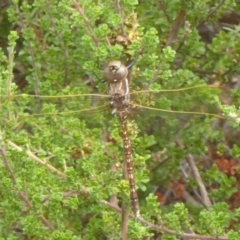 Adversaeschna brevistyla (Blue-spotted Hawker) at Acton, ACT - 1 Feb 2018 by Christine