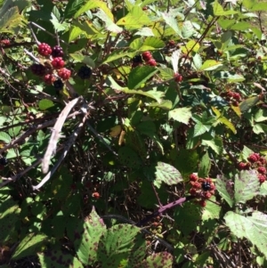 Rubus anglocandicans at Burra, NSW - 4 Feb 2018