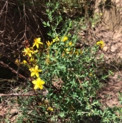 Hypericum perforatum (St John's Wort) at Googong Foreshore - 3 Feb 2018 by alex_watt