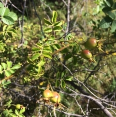 Rosa rubiginosa (Sweet Briar, Eglantine) at Googong Foreshore - 3 Feb 2018 by alex_watt