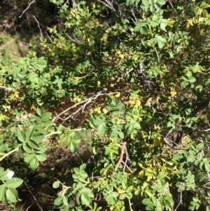 Rosa rubiginosa at Burra, NSW - 4 Feb 2018