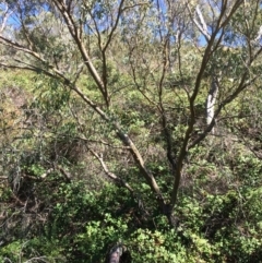 Eucalyptus stellulata (Black Sally) at Googong Foreshore - 3 Feb 2018 by alex_watt