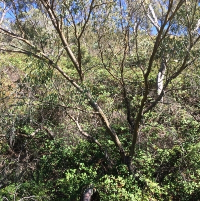 Eucalyptus stellulata (Black Sally) at Burra, NSW - 4 Feb 2018 by alexwatt