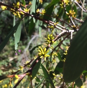 Eucalyptus stellulata at Burra, NSW - 4 Feb 2018 10:45 AM