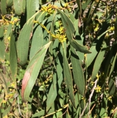 Eucalyptus stellulata at Burra, NSW - 4 Feb 2018