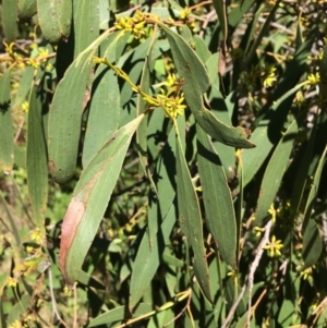 Eucalyptus stellulata at Burra, NSW - 4 Feb 2018 10:45 AM