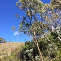 Eucalyptus stellulata at Burra, NSW - 4 Feb 2018