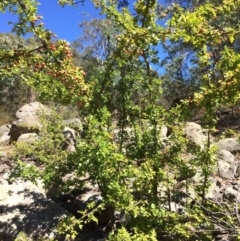 Crataegus monogyna (Hawthorn) at Googong Foreshore - 4 Feb 2018 by alex_watt