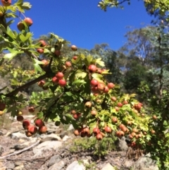 Crataegus monogyna at Burra, NSW - 4 Feb 2018 11:12 AM