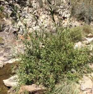 Salix sp. at Burra, NSW - 4 Feb 2018 11:24 AM