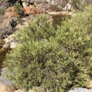 Callistemon sieberi at Burra, NSW - 4 Feb 2018 11:13 AM