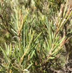 Callistemon sieberi at Burra, NSW - 4 Feb 2018 11:13 AM