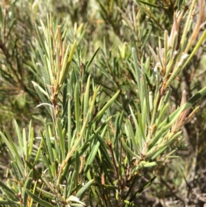 Callistemon sieberi at Burra, NSW - 4 Feb 2018 11:13 AM